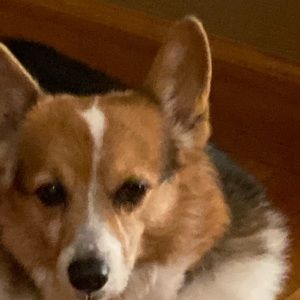 Meet your Posher, Cira